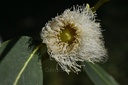 Eucalyptus globuleux - Phytotype - 2