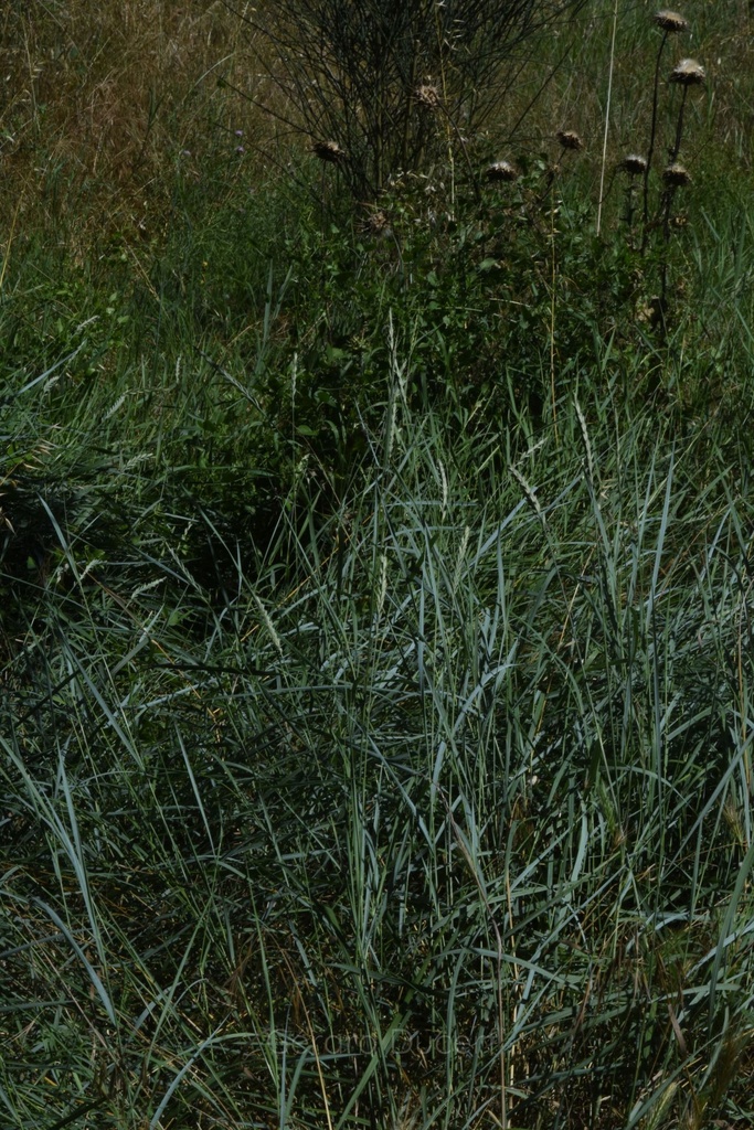 Chiendent - Phytotype - 3