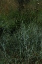 Chiendent - Phytotype - 3