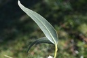 Eucalyptus globuleux - Phytotype - 3