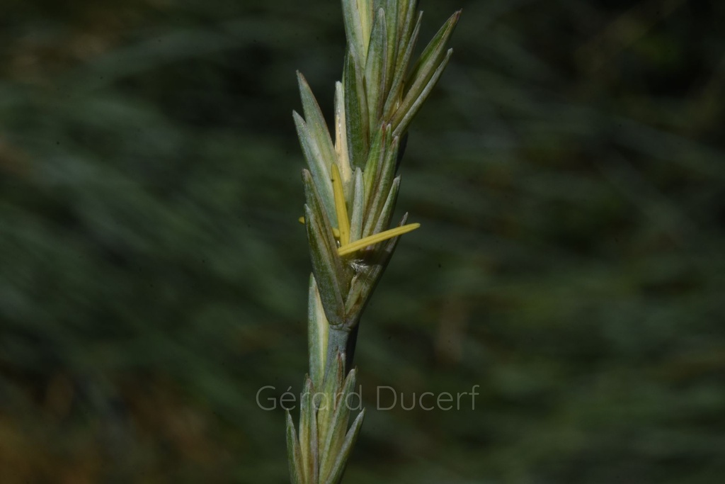 Chiendent - Phytotype - 4