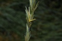 Chiendent - Phytotype - 4