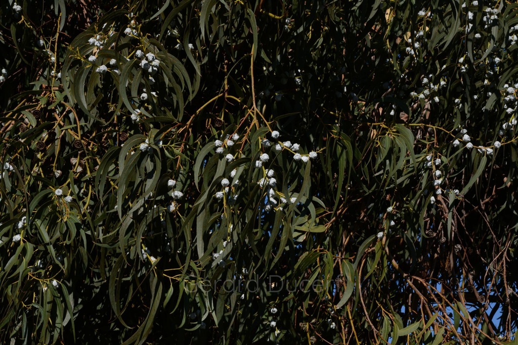 Eucalyptus globuleux - Phytotype - 4