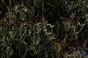 Eucalyptus globuleux - Phytotype - 4