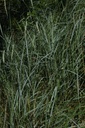 Chiendent - Phytotype - 5