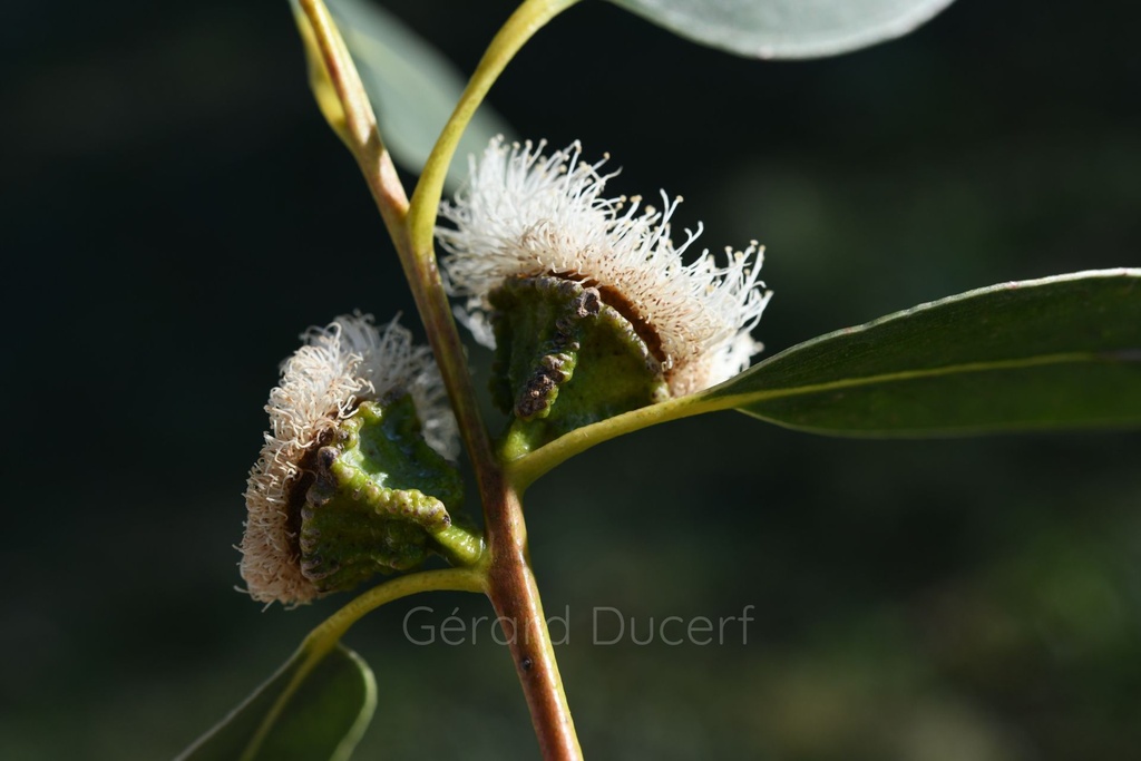 Eucalyptus globuleux - Phytotype - 5