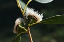 Eucalyptus globuleux - Phytotype - 5