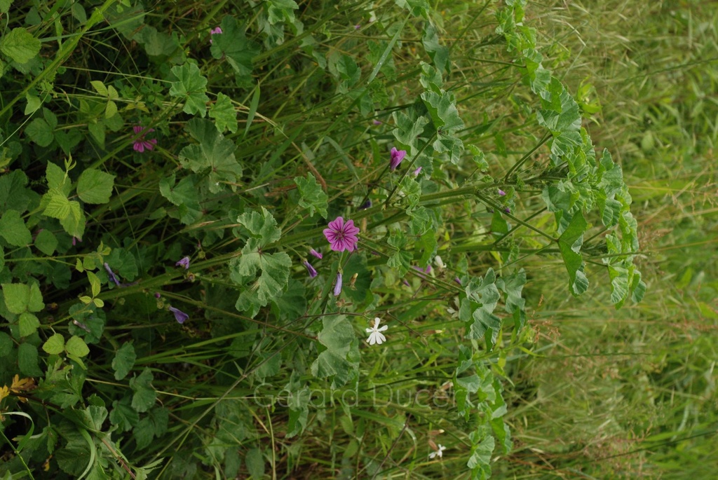Mauve sylvestre - Phytotype - 2