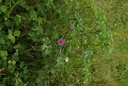 Mauve sylvestre - Phytotype - 2