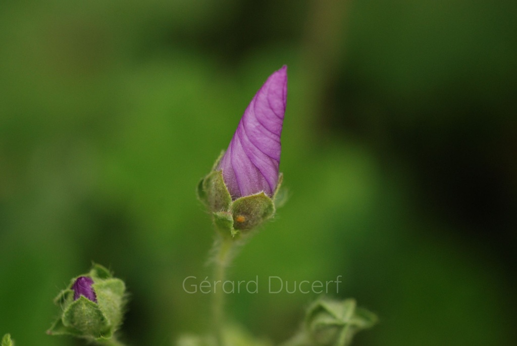 Mauve sylvestre - Phytotype - 3