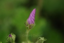 Mauve sylvestre - Phytotype - 3