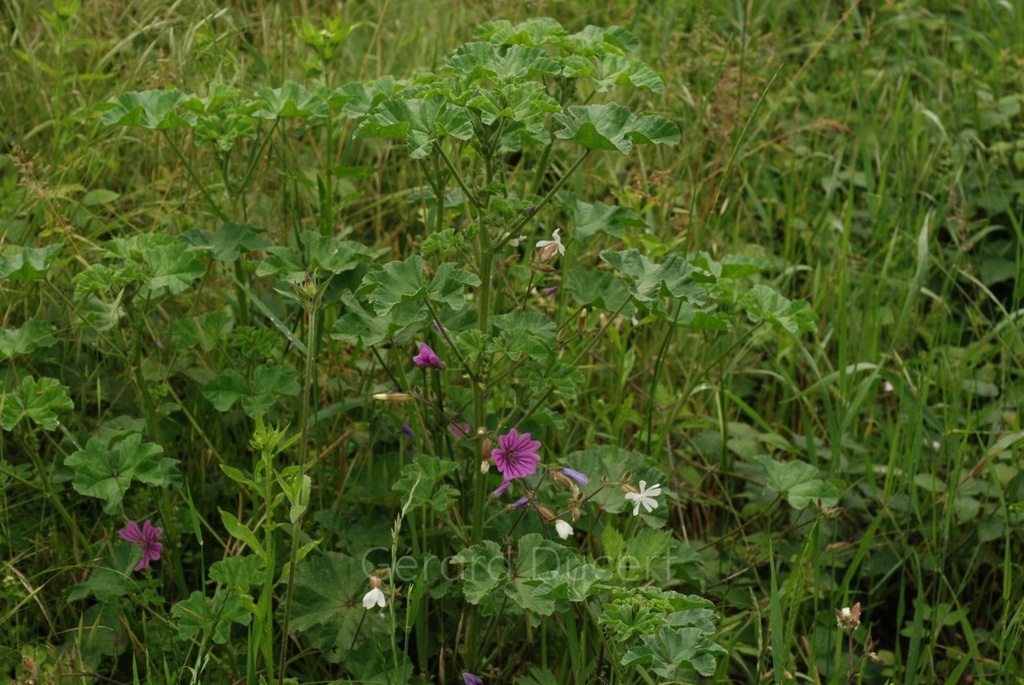 Mauve sylvestre - Phytotype - 4