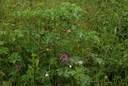 Mauve sylvestre - Phytotype - 4