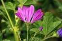 Mauve sylvestre - Phytotype - 5