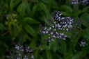 Verveine odorante - Phytotype - 2