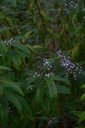 Verveine odorante - Phytotype - 3