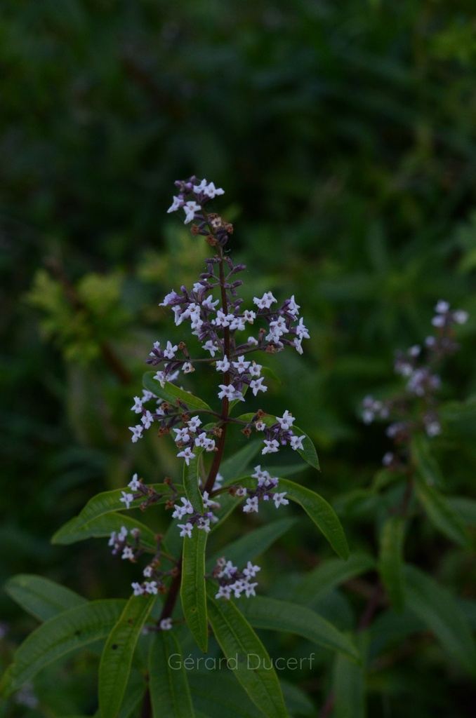 Verveine odorante - Phytotype - 4