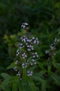 Verveine odorante - Phytotype - 4
