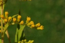 Verge d'or - Phytotype sans alcool - 2