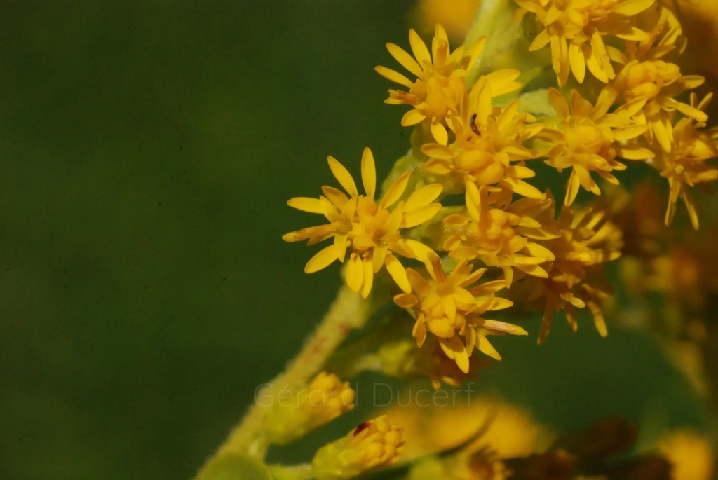 Verge d'or - Phytotype sans alcool - 3