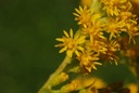 Verge d'or - Phytotype sans alcool - 3