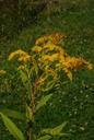 Verge d'or - Phytotype sans alcool - 4