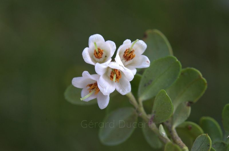 Airelle rouge - Gemmotype (bourgeon)  - 3