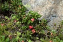 Airelle rouge - Gemmotype (bourgeon)  - 4