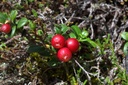 Airelle rouge - Gemmotype (bourgeon)  - 5