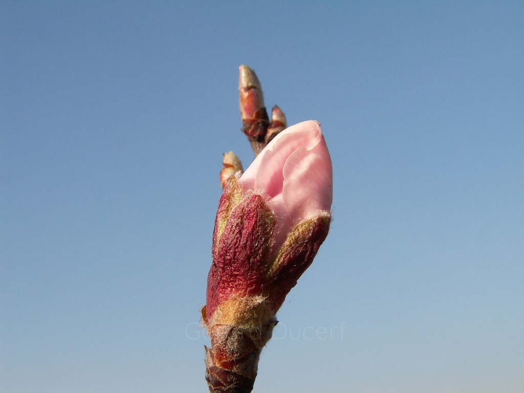 Amandier – Gemmotype (bourgeon) - 3