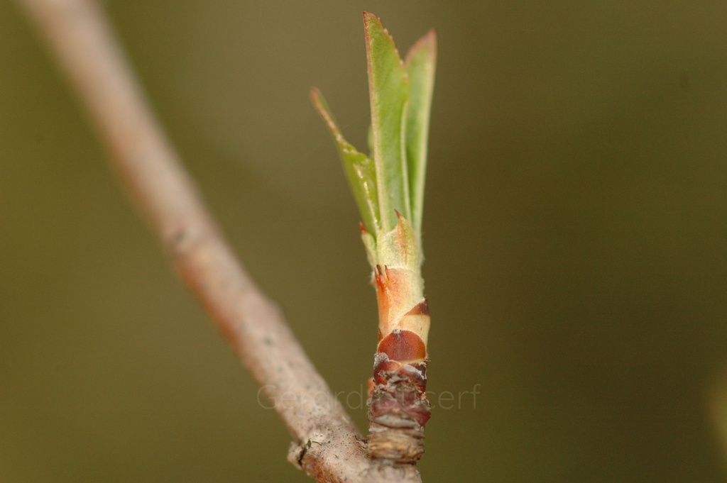 Amandier – Gemmotype (bourgeon) - 4