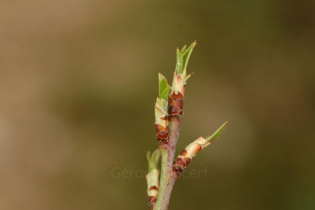 Amandier – Gemmotype (bourgeon) - 5