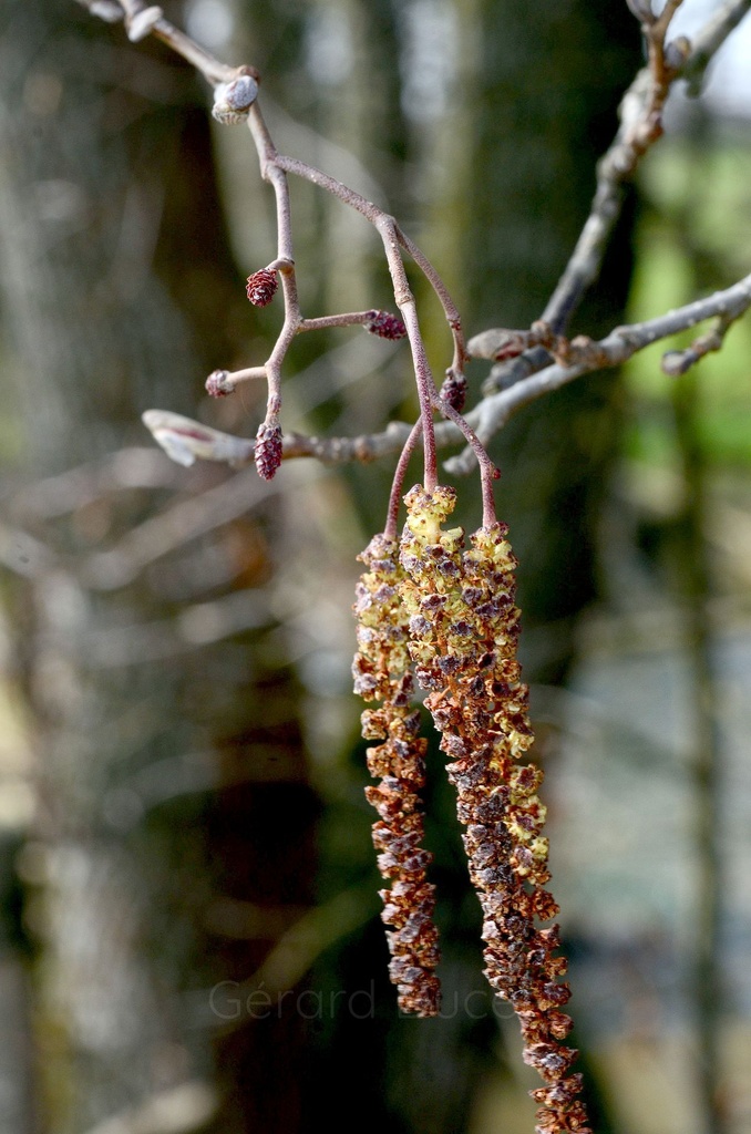 Aulne glutineux – Gemmotype (bourgeon) - 2