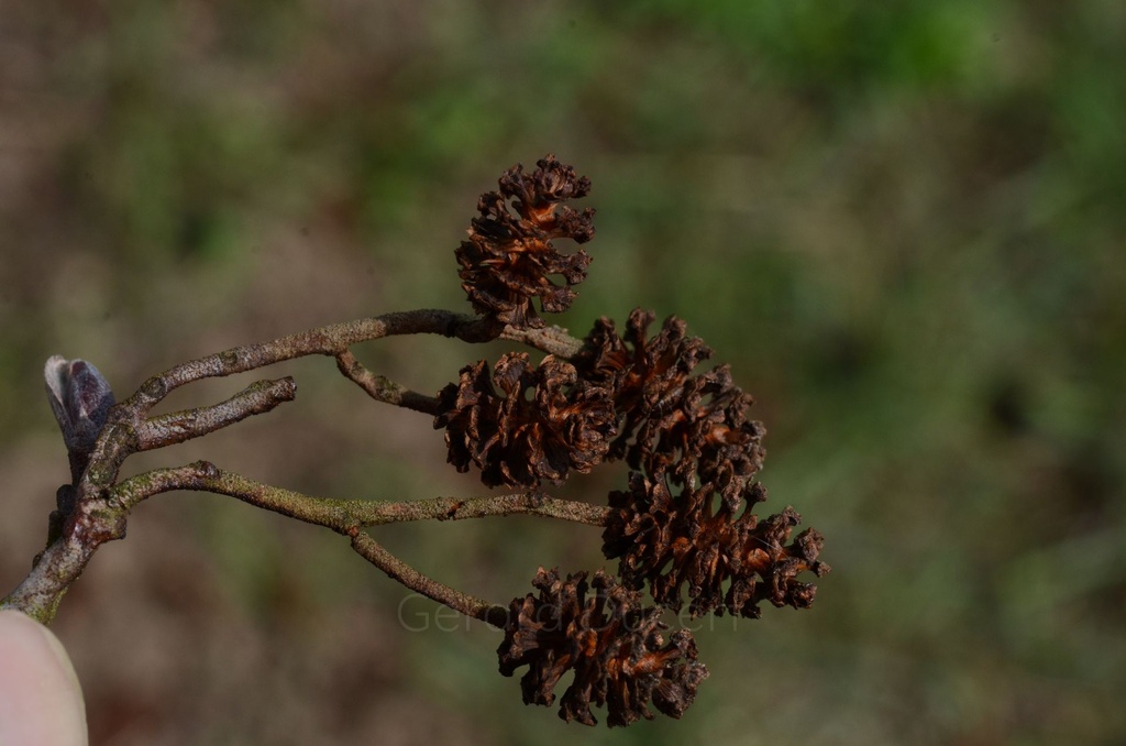 Aulne glutineux – Gemmotype (bourgeon) - 3