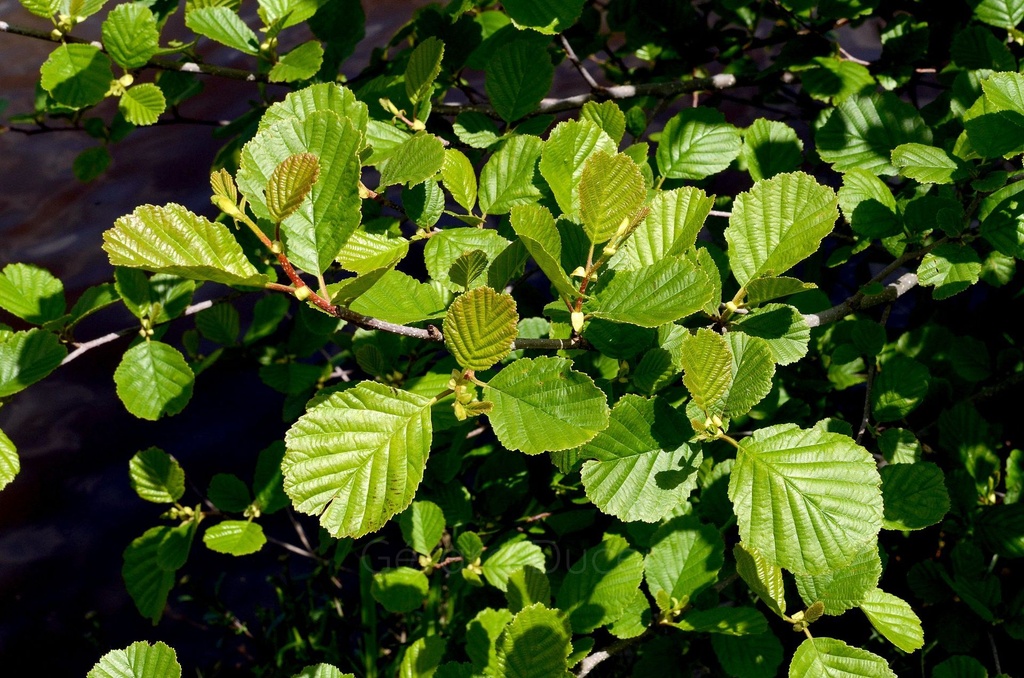 Aulne glutineux – Gemmotype (bourgeon) - 4