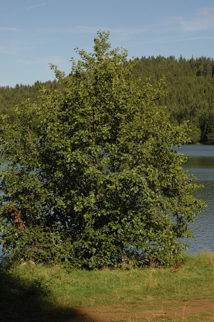 Aulne glutineux – Gemmotype (bourgeon) - 5