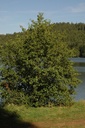 Aulne glutineux – Gemmotype (bourgeon) - 5
