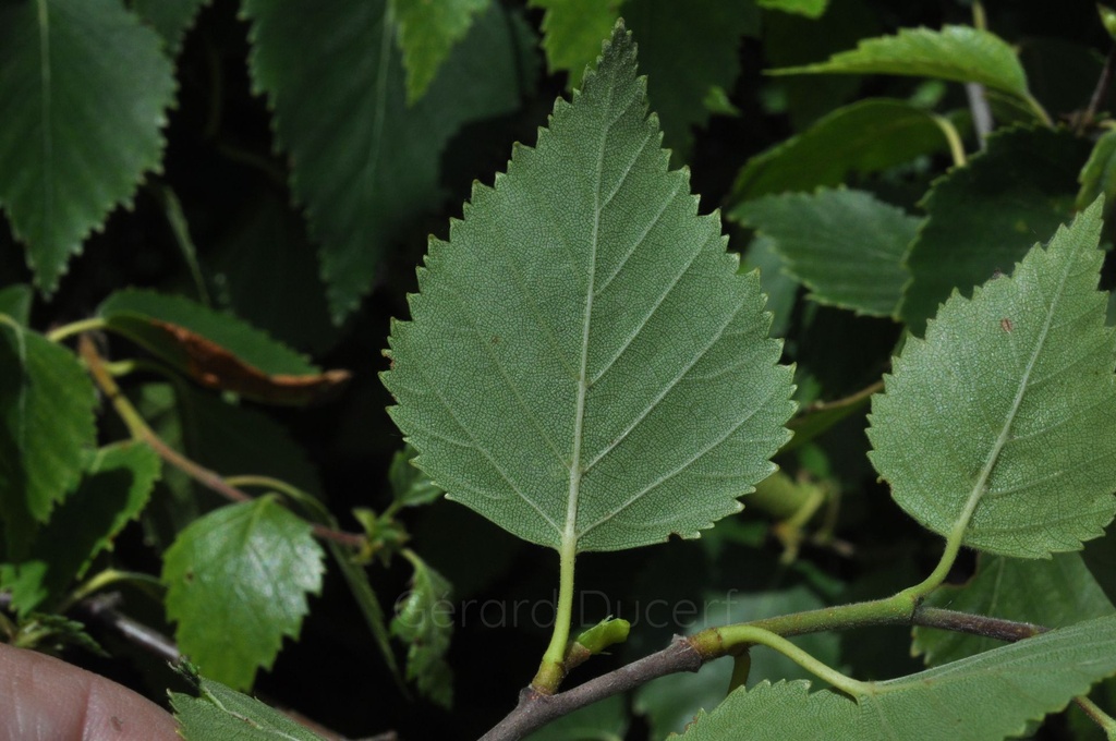 Bouleau pubescent – Gemmotype(bourgeon) - 2