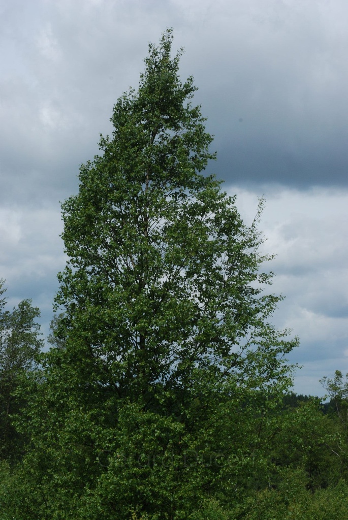 Bouleau pubescent – Gemmotype(bourgeon) - 3