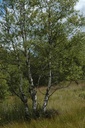 Bouleau pubescent – Gemmotype(bourgeon) - 4