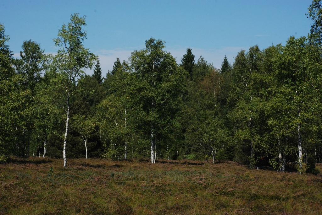 Bouleau pubescent – Gemmotype(bourgeon) - 5