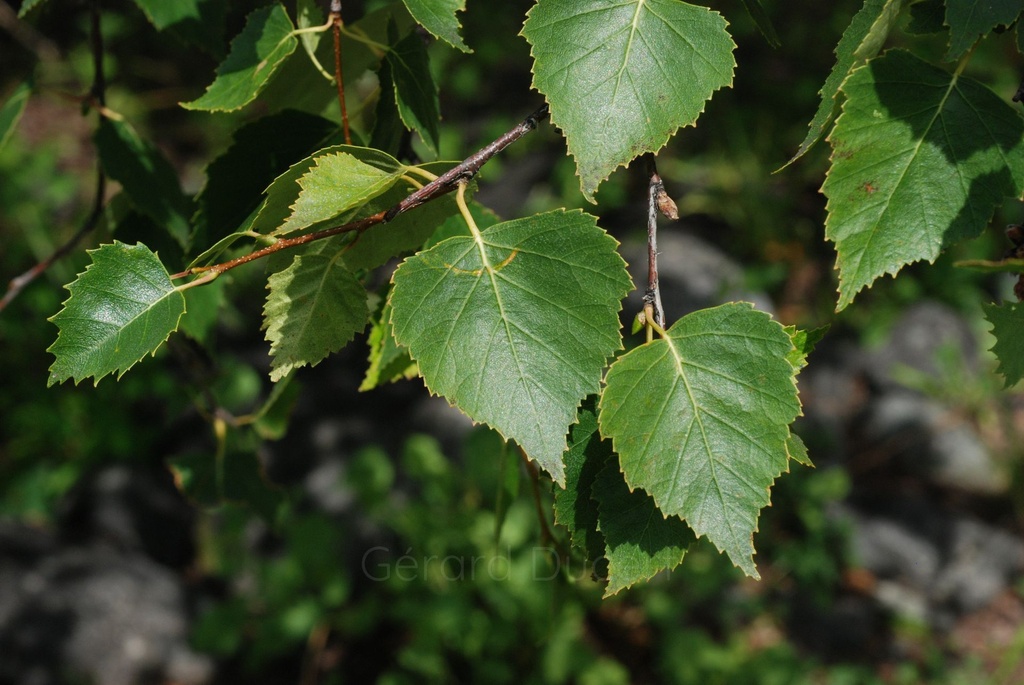 Bouleau verruqueux – Gemmotype (bourgeon) - 3