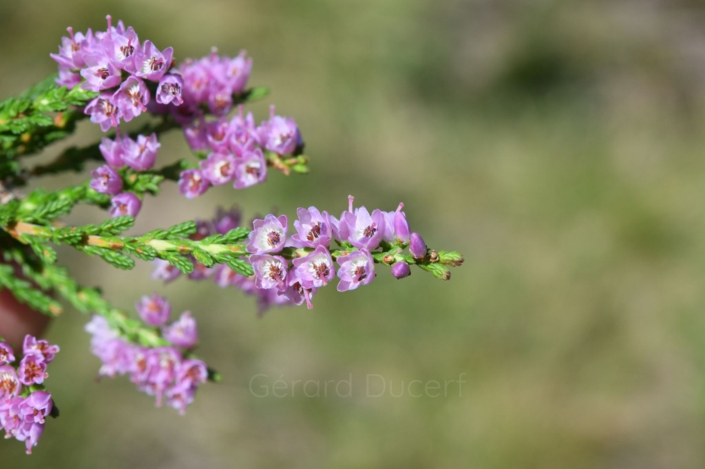 Bruyère – Gemmotype (bourgeon)  - 3