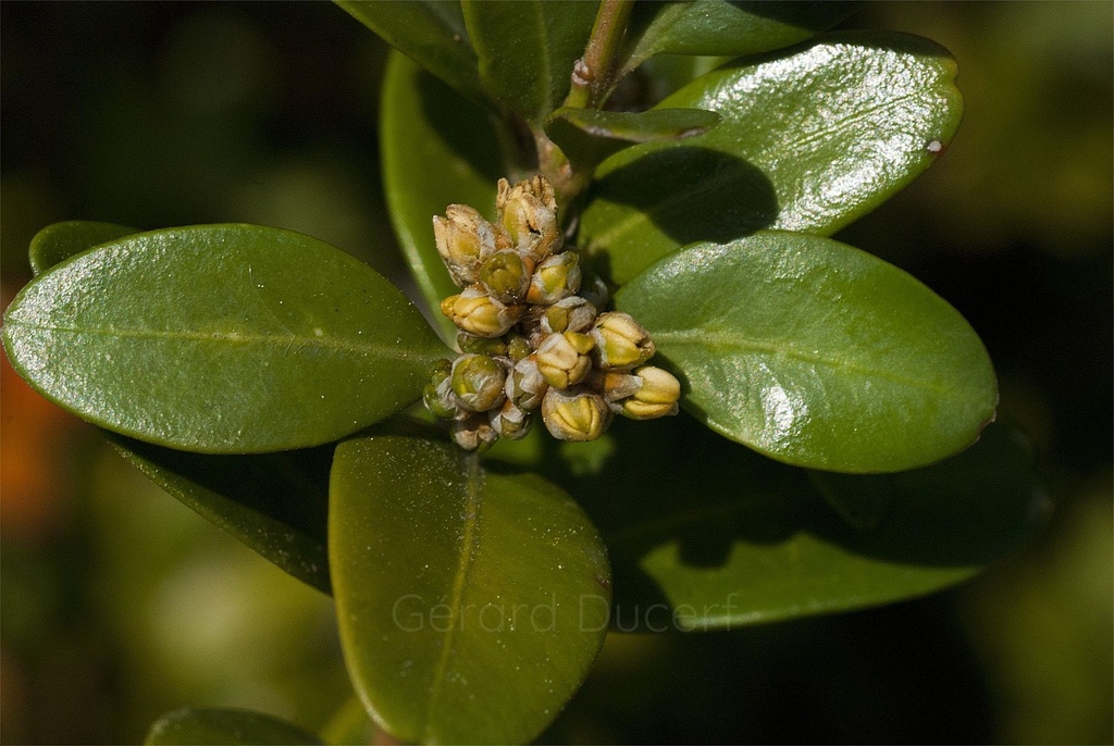 Buis – Gemmotype (bourgeon) - 2