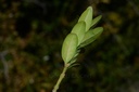 Buis – Gemmotype (bourgeon) - 3