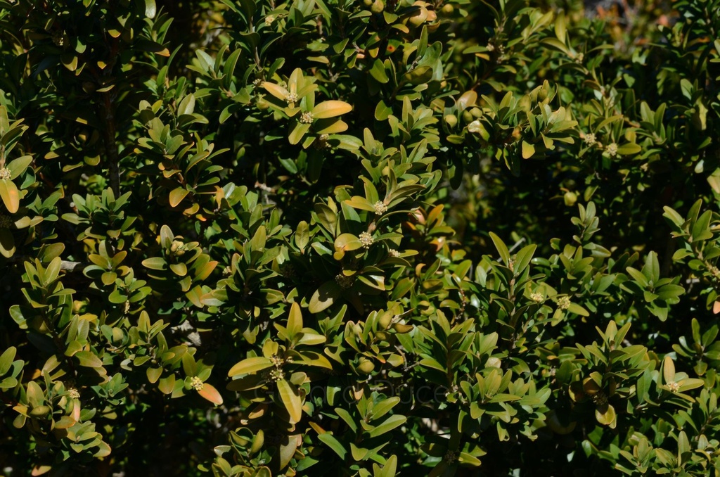 Buis – Gemmotype (bourgeon) - 4