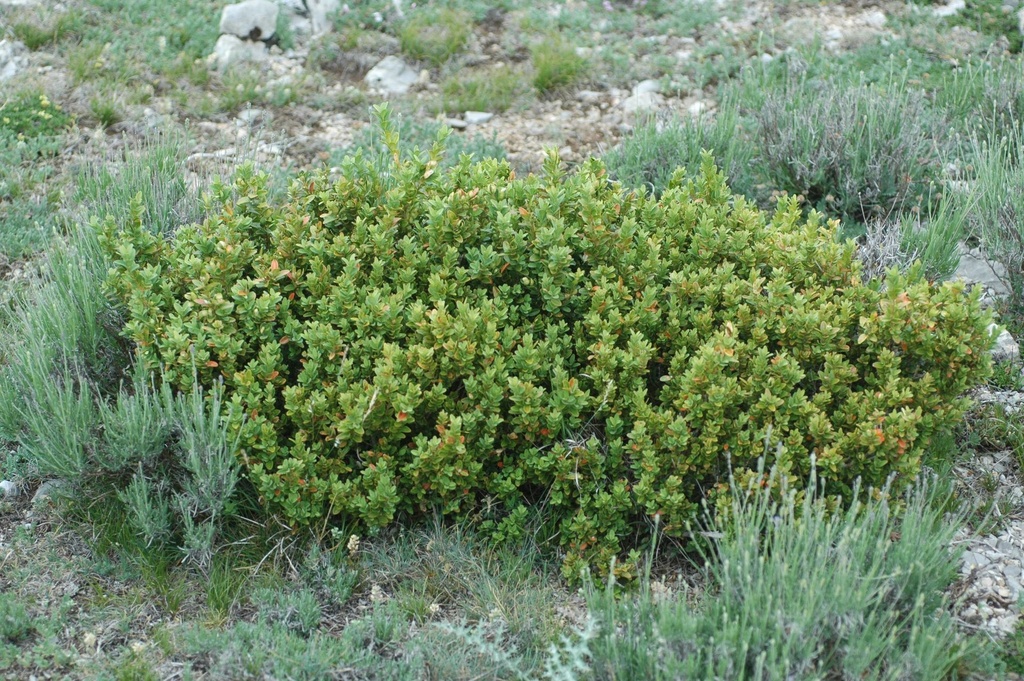 Buis – Gemmotype (bourgeon) - 5