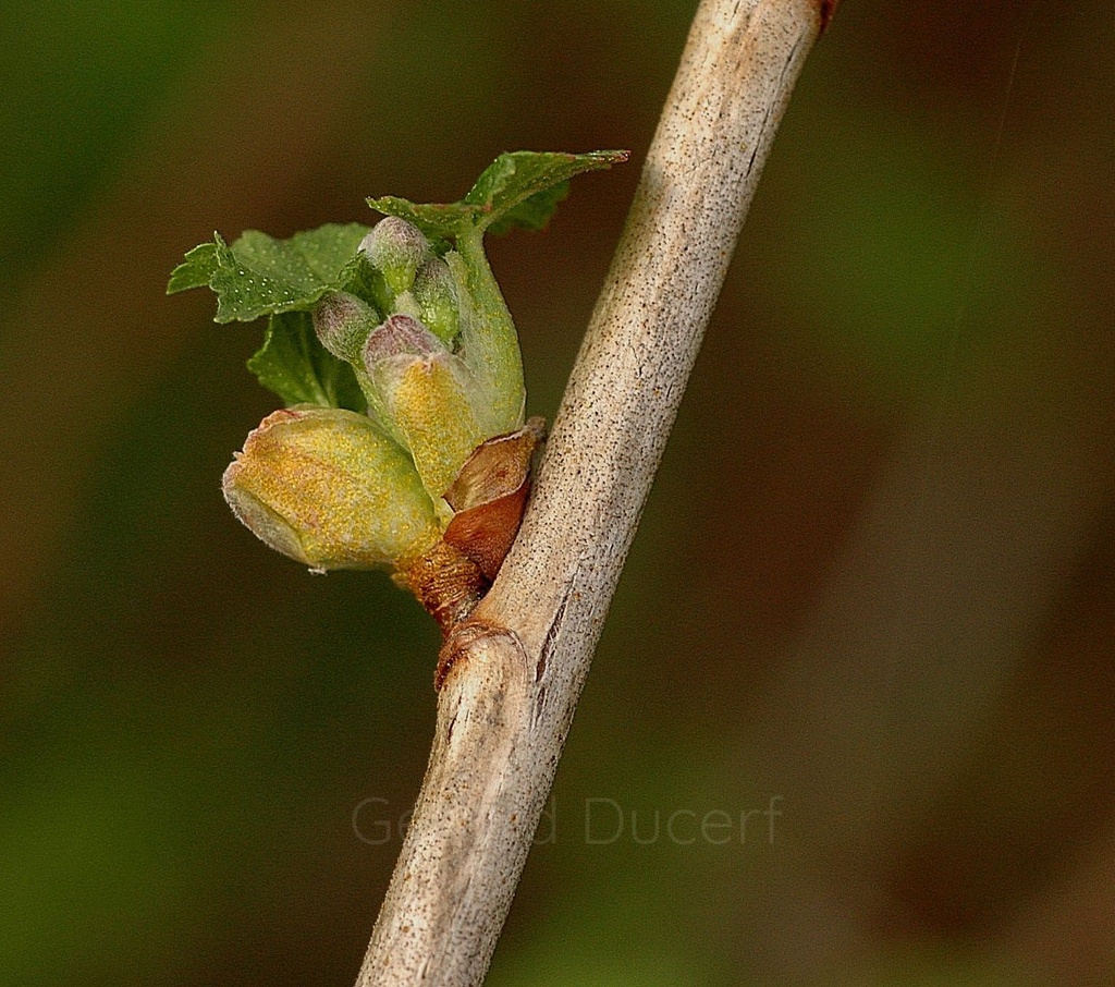 Cassissier - Gemmotype (bourgeon) - 2