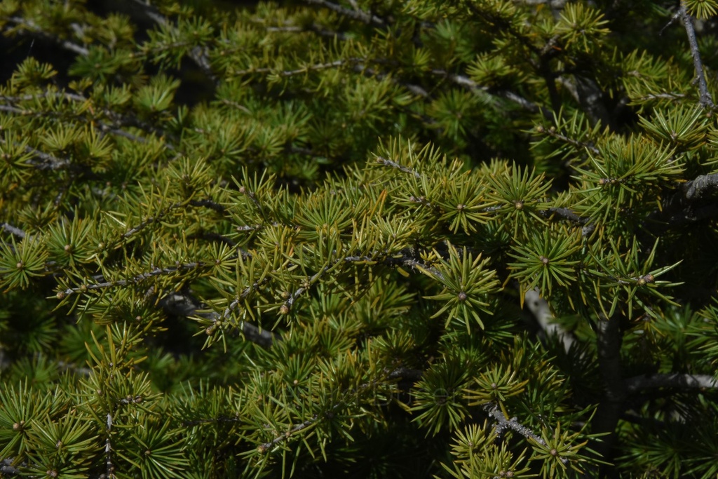 Cèdre du Liban – Gemmotype (bourgeon) - 2