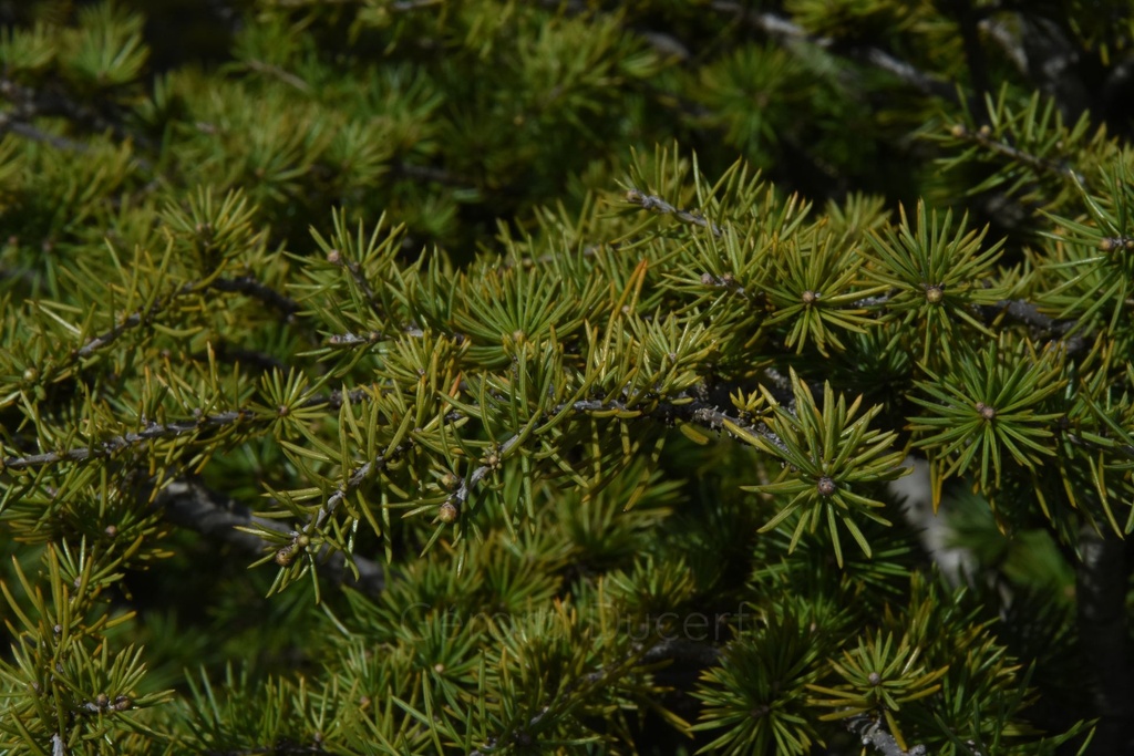 Cèdre du Liban – Gemmotype (bourgeon) - 3
